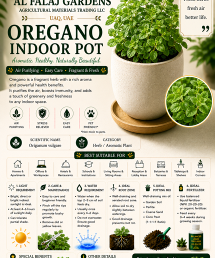 105. Oregano Indoor Pot ENG