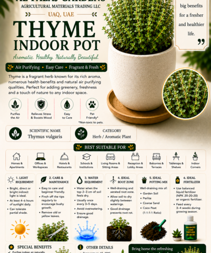 106.Thyme Indoor Pot ENG