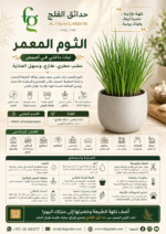 107. Chives Indoor Pot ARABIC