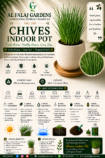 107. Chives Indoor Pot ENG
