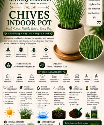 107. Chives Indoor Pot ENG