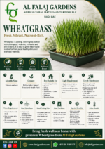 109. Wheatgrass ENG