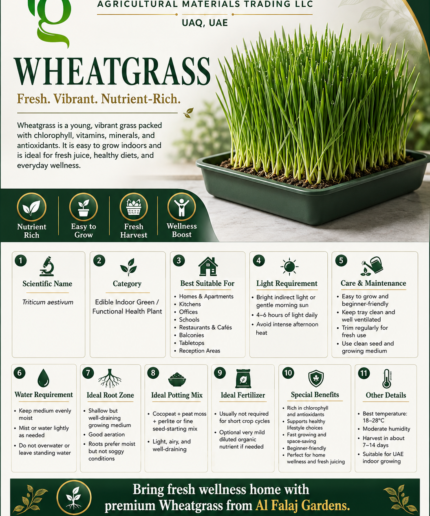 109. Wheatgrass ENG