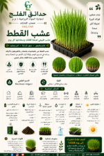 110. Cat Grass ARABIC