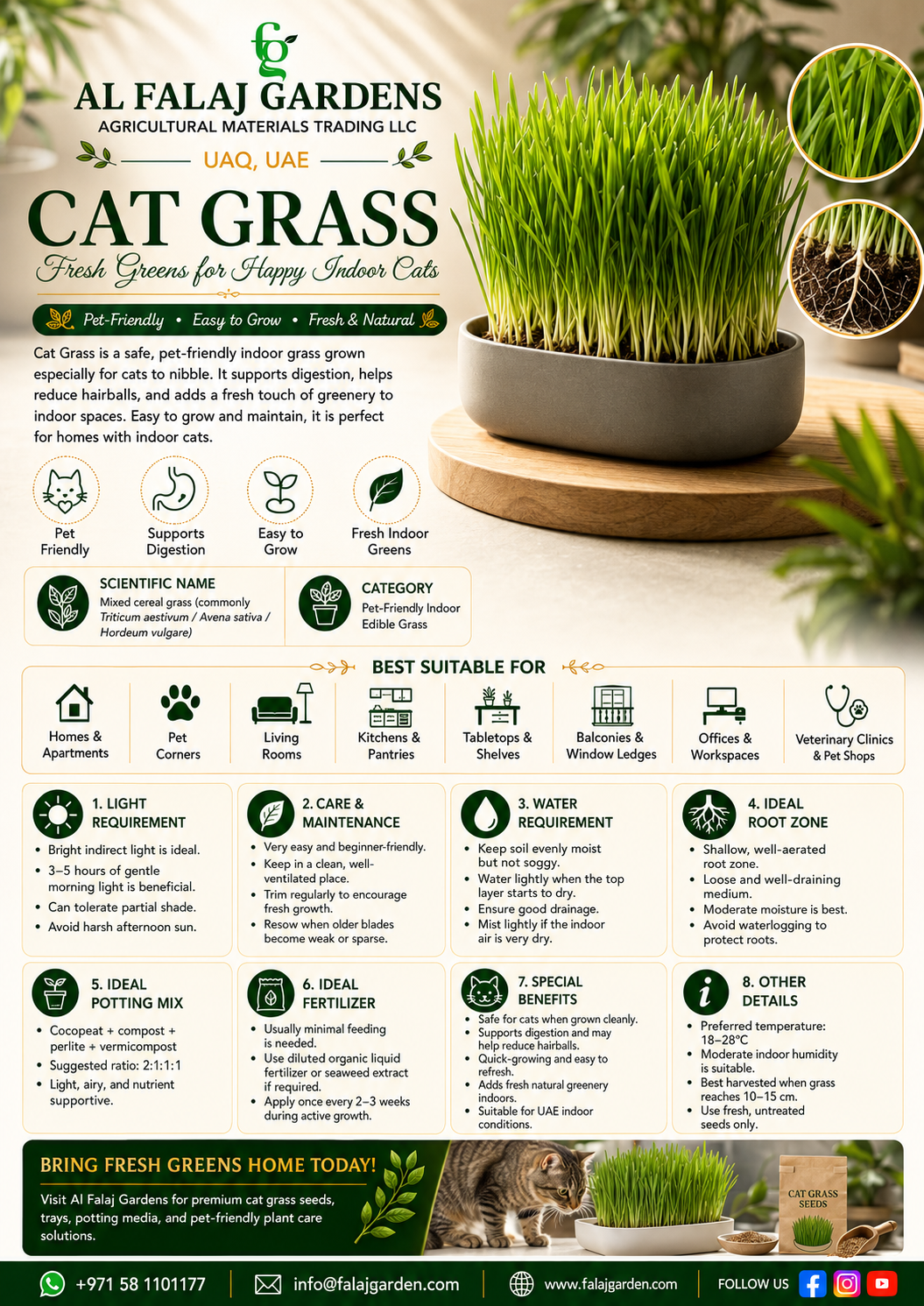 110. Cat Grass ENG 110. Cat Grass ENG