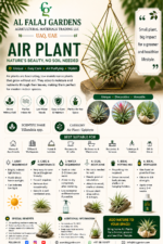 111. Air Plant ENG
