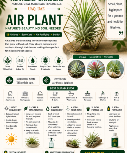 111. Air Plant ENG