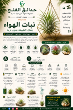 111.Air Plant ARABIC