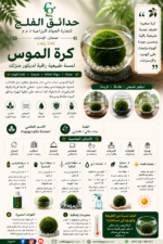 112. Moss Ball ARABIC