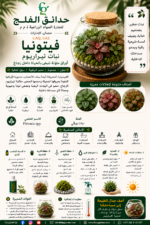 113. Fittonia Terrarium Plant ARABIC