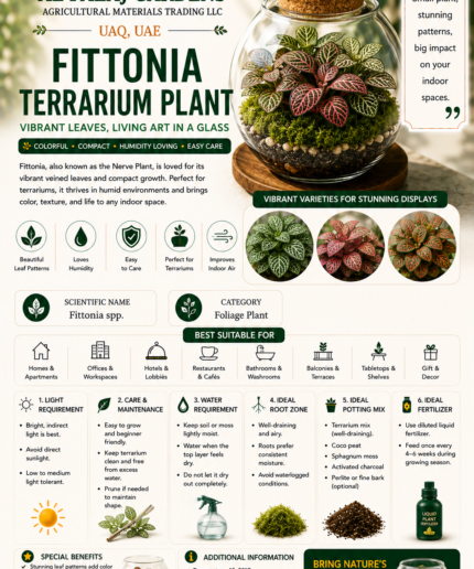 113. Fittonia Terrarium Plant ENG