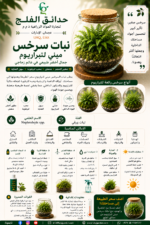 114. Mini Fern Terrarium Plant ARABIC