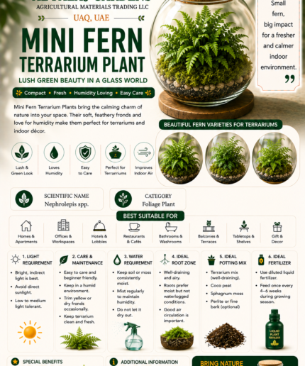 114. Mini Fern Terrarium Plant ENG