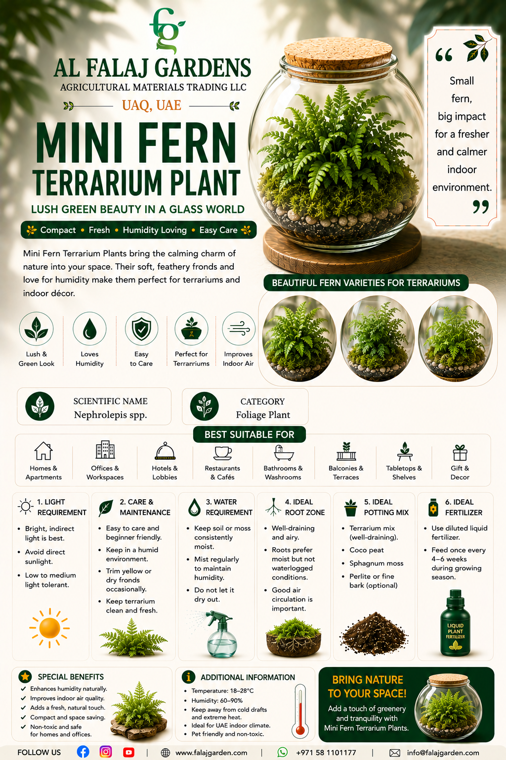 114. Mini Fern Terrarium Plant ENG 114. Mini Fern Terrarium Plant ENG