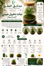 115. Mini Palm Terrarium Plant ARABIC