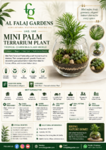 115. Mini Palm Terrarium Plant ENG