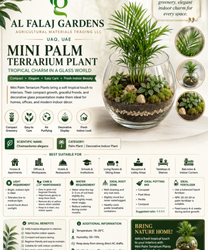 115. Mini Palm Terrarium Plant ENG