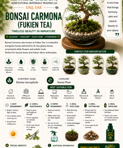 116. Bonsai Carmona Fukien Tea ENG