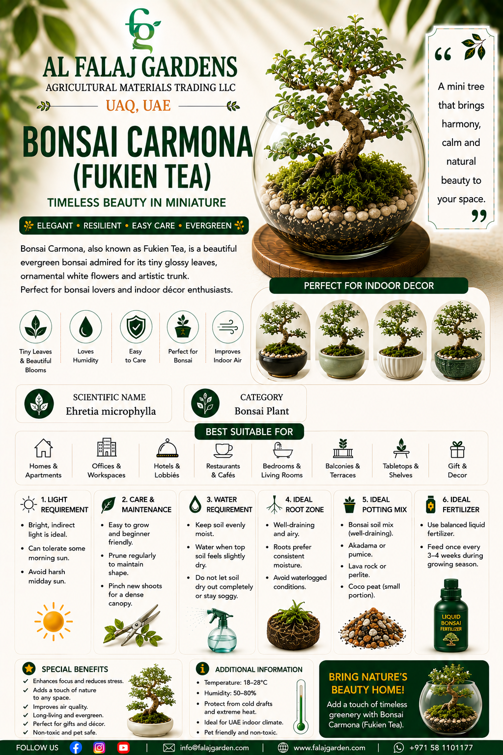 116. Bonsai Carmona Fukien Tea ENG 116. Bonsai Carmona Fukien Tea ENG