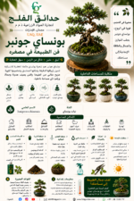 117. Bonsai Juniper ARABIC