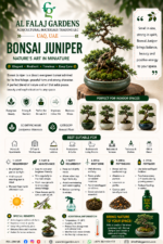 117. Bonsai Juniper ENG