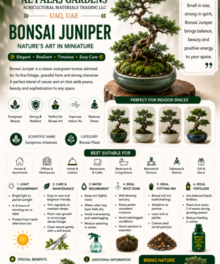 117. Bonsai Juniper ENG