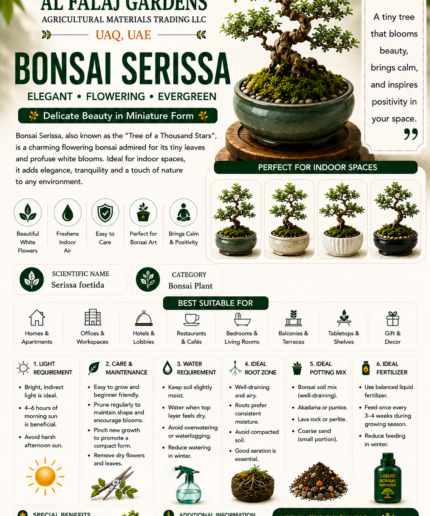 118. Bonsai Serissa ENG