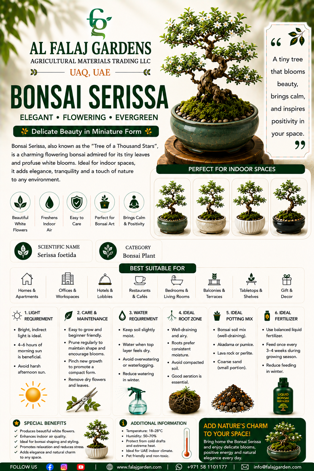 118. Bonsai Serissa ENG 118. Bonsai Serissa ENG