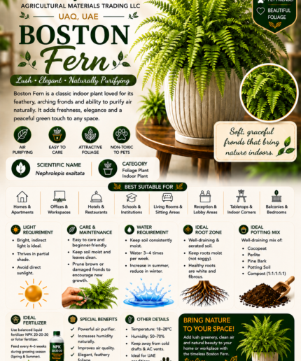 54. Boston Fern ENG