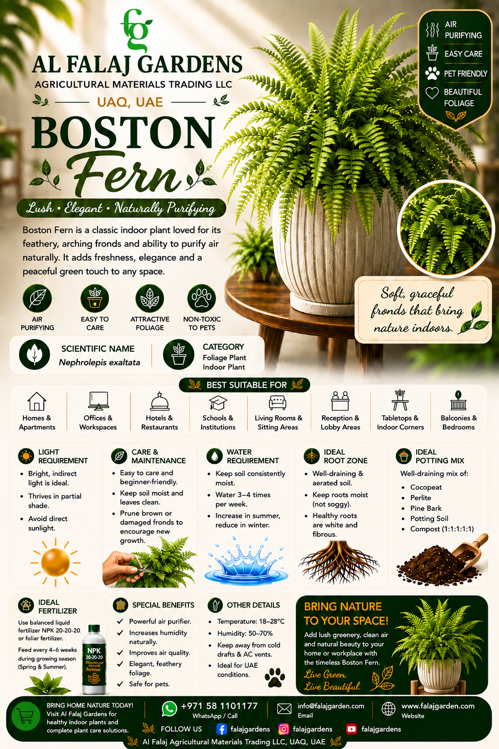 54. Boston Fern ENG 54. Boston Fern ENG