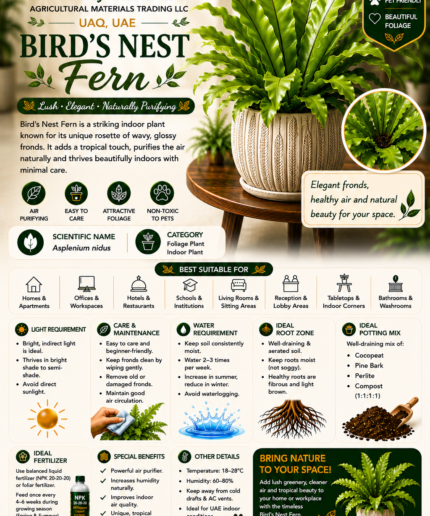 55. Bird’s Nest Fern Eng