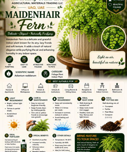 56. Maidenhair Fern ENG