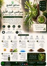 57. Staghorn Fern ARABIC