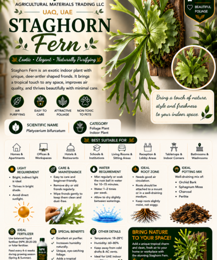 57. Staghorn Fern ENG