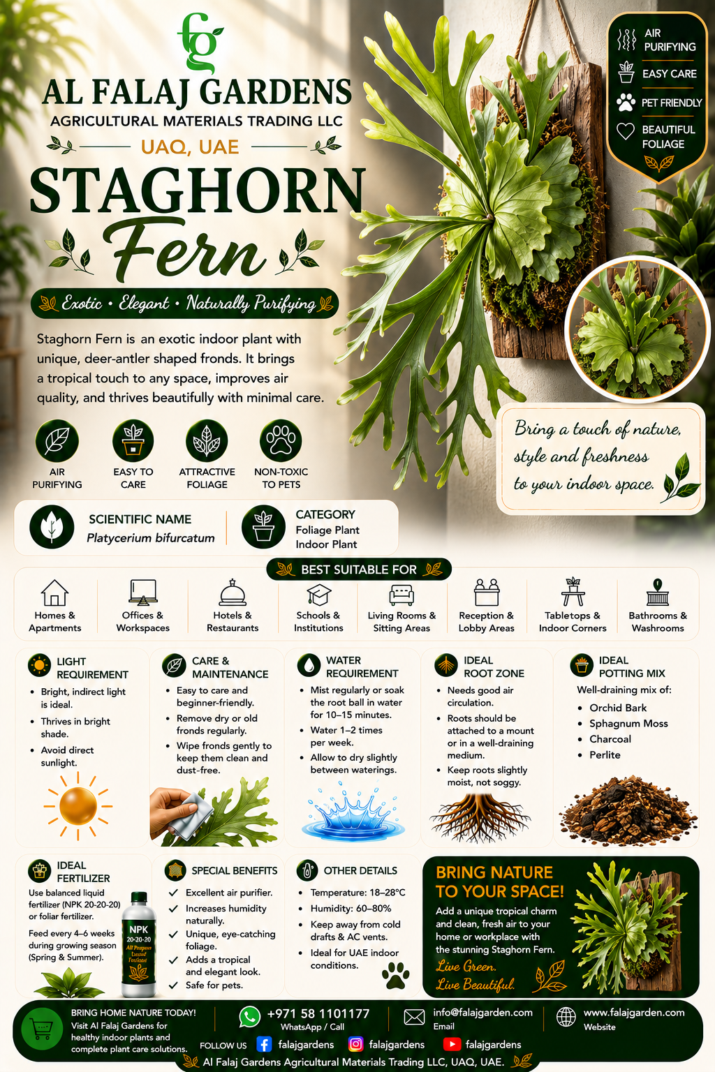 57. Staghorn Fern ENG 57. Staghorn Fern ENG