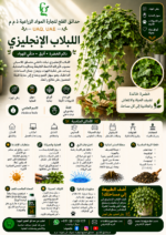 58. English Ivy ARABIC