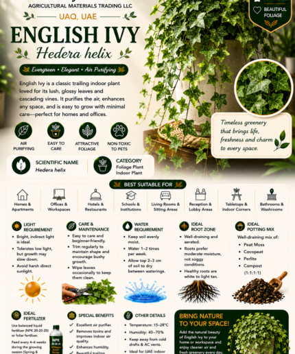 58. English Ivy ENG