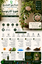 59. Hoya Carnosa Arabic
