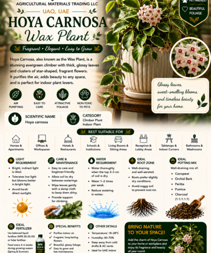 59. Hoya Carnosa Eng