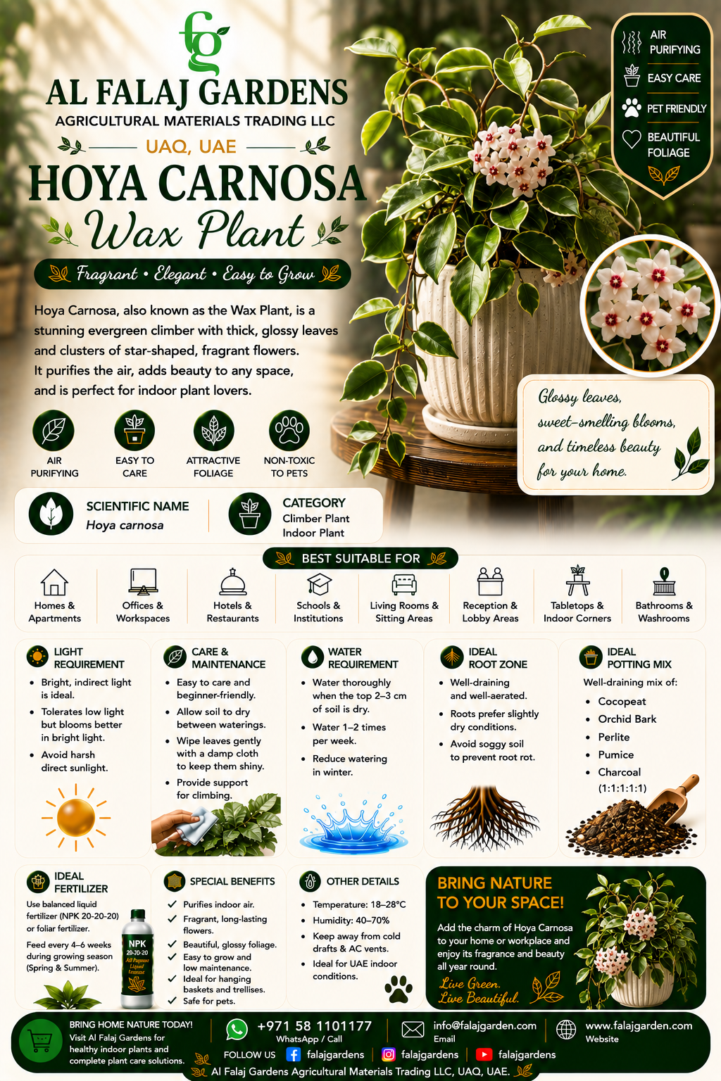 59. Hoya Carnosa Eng 59. Hoya Carnosa Eng