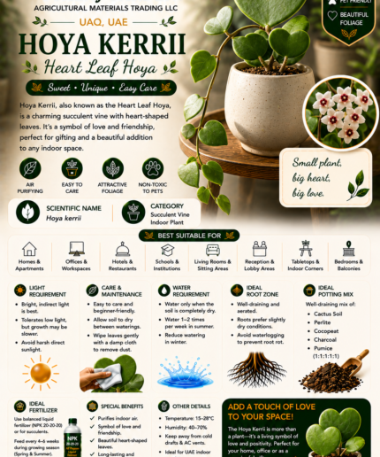 60. Hoya Kerrii ENG