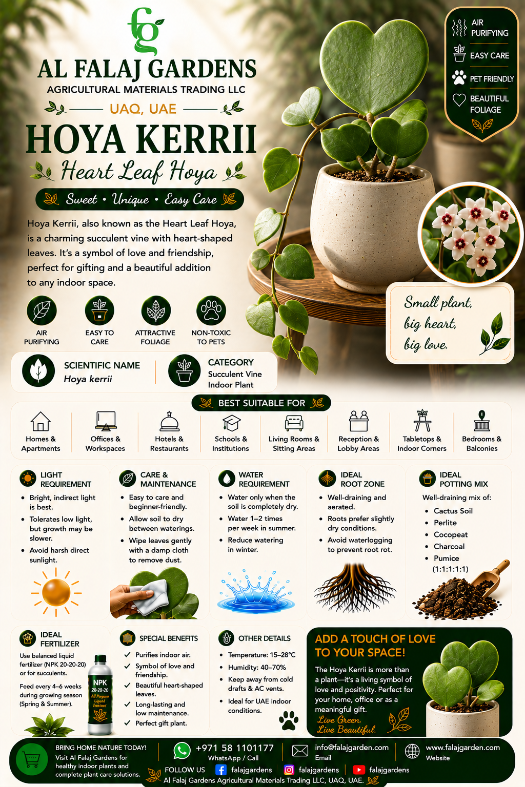 60. Hoya Kerrii ENG 60. Hoya Kerrii ENG