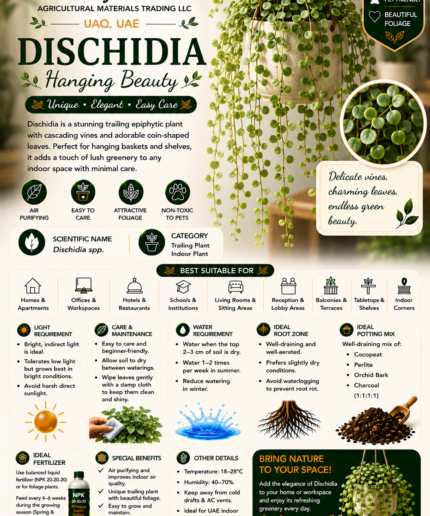61. Dischidia ENG
