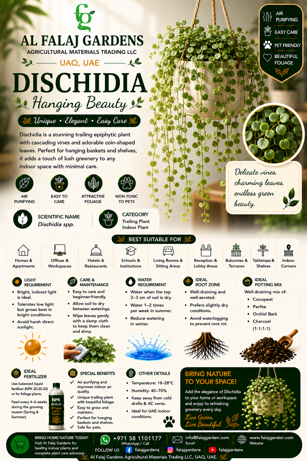 61. Dischidia ENG 61. Dischidia ENG