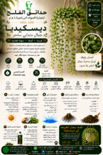 61. Dischidia arabic