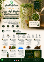 62. String of Pearls ARABIC