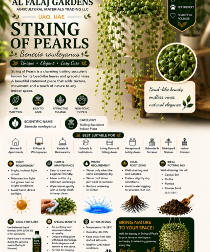 62. String of Pearls ENG