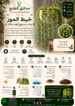 64. String of Bananas ARABIC