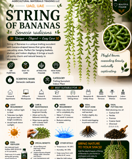 64. String of Bananas ENG
