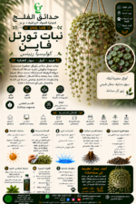 65. Turtle Vine ARABIC
